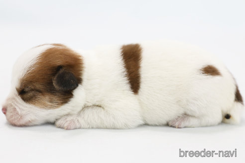 成約済の神奈川県のジャックラッセルテリア-305794の3枚目